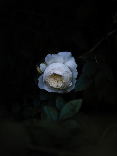 White roses blooming close-up
